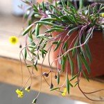 4" Ruby Necklace Plant - Live Succulent in Pot