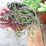 4" Ruby Necklace Plant - Live Succulent in Pot