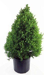 Dwarf Alberta Spruce (Picea glauca 'Conica')