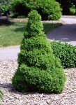 Dwarf Alberta Spruce (Picea glauca 'Conica')
