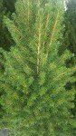 Dwarf Alberta Spruce (Picea glauca 'Conica')