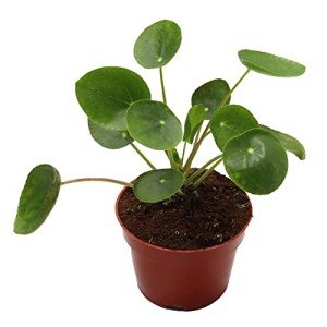 Chinese Money Plant (Pilea) - Easy Care Live Plant