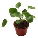 Chinese Money Plant (Pilea) - Easy Care Live Plant