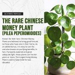 Chinese Money Plant (Pilea) - Easy Care Live Plant