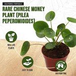 Chinese Money Plant (Pilea) - Easy Care Live Plant
