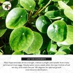 Chinese Money Plant (Pilea) - Easy Care Live Plant