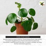 Chinese Money Plant (Pilea) - Easy Care Live Plant