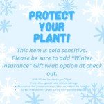 Chinese Money Plant (Pilea) - Easy Care Live Plant