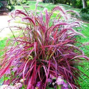 Purple Fountain Grass Live Plants – 2 Pack