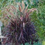 Purple Fountain Grass Live Plants – 2 Pack