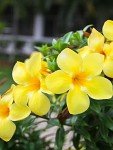 Golden Butterfly Allamanda | 3 Live Plants