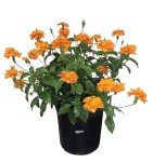 Crossandra Orange Live Plant in Grower Pot