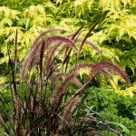 Purple Fountain Grass Live Plants – 2 Pack