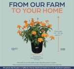 Crossandra Orange Live Plant in Grower Pot