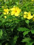 Golden Butterfly Allamanda | 3 Live Plants