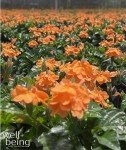 Crossandra Orange Live Plant in Grower Pot