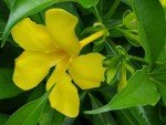 Golden Butterfly Allamanda | 3 Live Plants