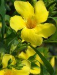 Golden Butterfly Allamanda | 3 Live Plants