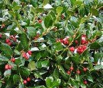 Dwarf Burford Holly Live Plant - 1 Quart