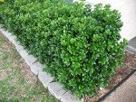 Dwarf Burford Holly Live Plant - 1 Quart