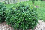 Dwarf Burford Holly Live Plant - 1 Quart