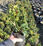 Dwarf Burford Holly Live Plant - 1 Quart