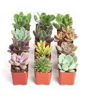 Unique Mini Succulent Plant Pack - 12 Colorful Plants