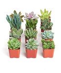 Unique Mini Succulent Plant Pack - 12 Colorful Plants