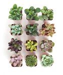 Unique Mini Succulent Plant Pack - 12 Colorful Plants