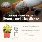Unique Mini Succulent Plant Pack - 12 Colorful Plants