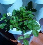 Stackable 3-Tier Vertical Planter for Herbs & Flowers