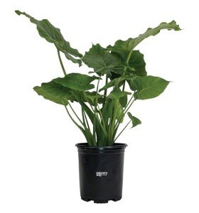 Alocasia California Live Plant in Grower Pot