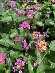Mixed Lantana Camara Flowers - 2 Live Plants
