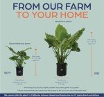 Alocasia California Live Plant in Grower Pot