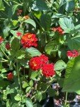 Mixed Lantana Camara Flowers - 2 Live Plants