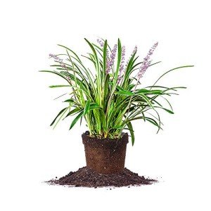 Variegated Liriope Plant with Fertilizer & Guide