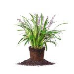 Variegated Liriope Plant with Fertilizer & Guide