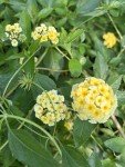 Mixed Lantana Camara Flowers - 2 Live Plants