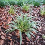 Variegated Liriope Plant with Fertilizer & Guide