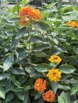 Mixed Lantana Camara Flowers - 2 Live Plants