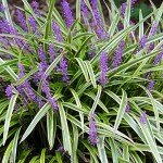 Variegated Liriope Plant with Fertilizer & Guide