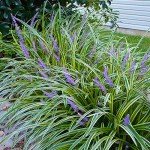 Variegated Liriope Plant with Fertilizer & Guide