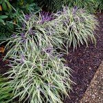 Variegated Liriope Plant with Fertilizer & Guide