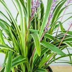 Variegated Liriope Plant with Fertilizer & Guide