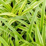 Variegated Liriope Plant with Fertilizer & Guide