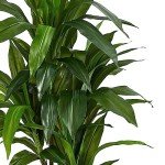 48" Real Touch Dracaena Silk Plant in Green