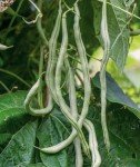 Fortex Pole Bean Seeds by Burpee - 2 Ounces