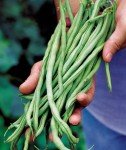 Fortex Pole Bean Seeds by Burpee - 2 Ounces