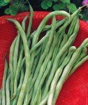 Fortex Pole Bean Seeds by Burpee - 2 Ounces