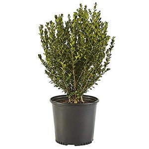 Wintergreen Boxwood Plant - 1 Gallon Pot